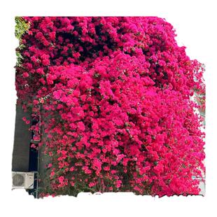 爬藤三角梅盆栽绿樱漳红樱老桩带花苞发货庭院花卉绿植物四季开花