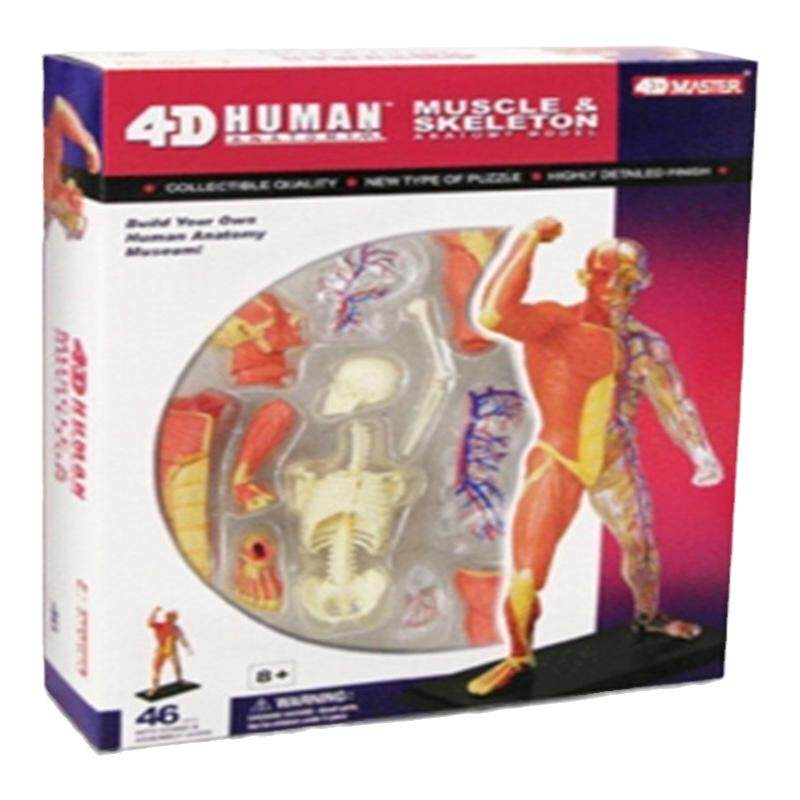 4D Master人体解剖结构眼益智器官玩具骨架科普拼装模型内脏大脑