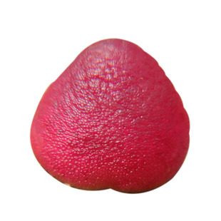 肉锥 灯泡SH409 一物一拍 生石花肉锥灯泡 石生花多肉 考拉农场