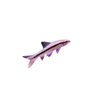 【植素源】一线飞狐除藻黑毛藻热带淡水鱼清道夫鱼活体新手入门级