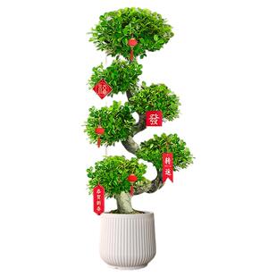 小叶金钱榕客厅盆栽室内旺宅大型盆景金钱树办公室发财树好养绿植