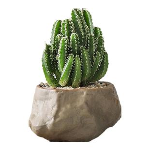 万重山小盆栽仙人球多肉仙人掌植物办公室桌面绿植花卉盆景摆件