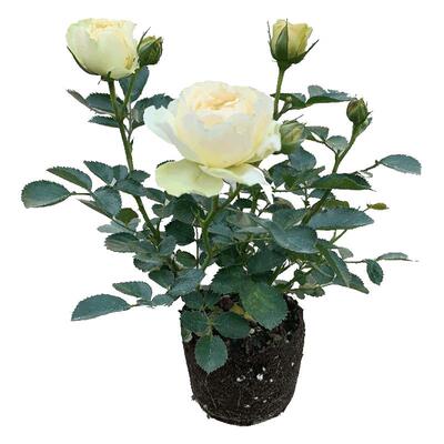 玫瑰花苗盆栽四季开花月季带花苞