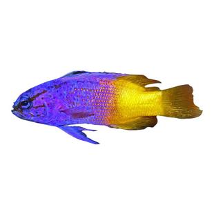 印尼双色草莓紫背鸳鸯草莓鬼王日出龙海水观赏鱼活体已检疫开口