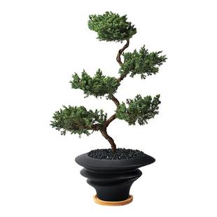 五层塔松树苗盆栽室内客厅玄关迎客松植物盆景办公室绿植乔迁送礼