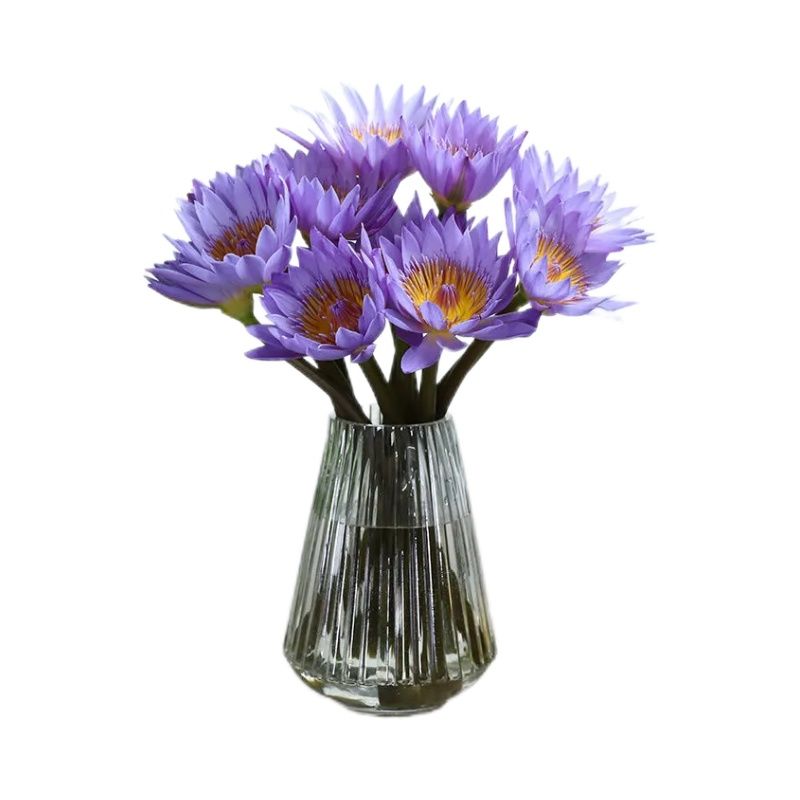 紫色睡莲鲜花蓝莲花速递室内插花
