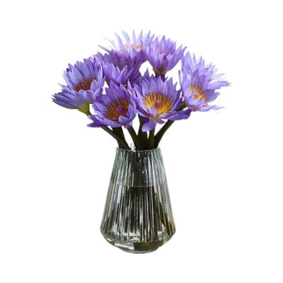 紫色睡莲鲜花蓝莲花速递室内插花奶油香槟色睡莲水生植物产地直发