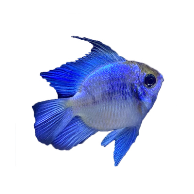 阿凡达蓝波子宝蓝凤凰球短鲷热带