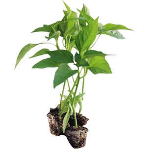 薄皮青椒苗秧苗香辣薄皮椒青椒种籽四季阳台盆栽蔬菜苗辣椒苗种孑