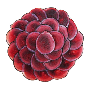 梅花鹿茸片新鲜带血连刀中段鲜片正品泡酒专用整根切片头茬煲汤