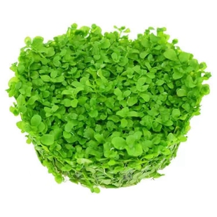 对叶草水草种子黄缘龟缸造景鱼缸装饰水族箱种籽四季鲜活淡水植物