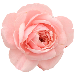 天狼月季  娜荷马 多季强香爬藤拱门攀援大型藤本月季盆栽苗