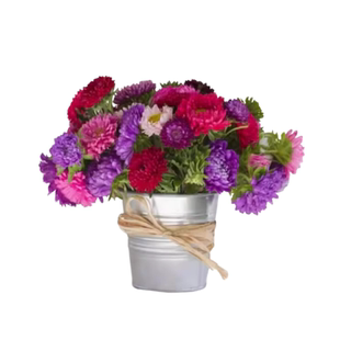 彩虹糖果花种籽子小雏菊四季播种开花室内室外花卉好养易种活花籽