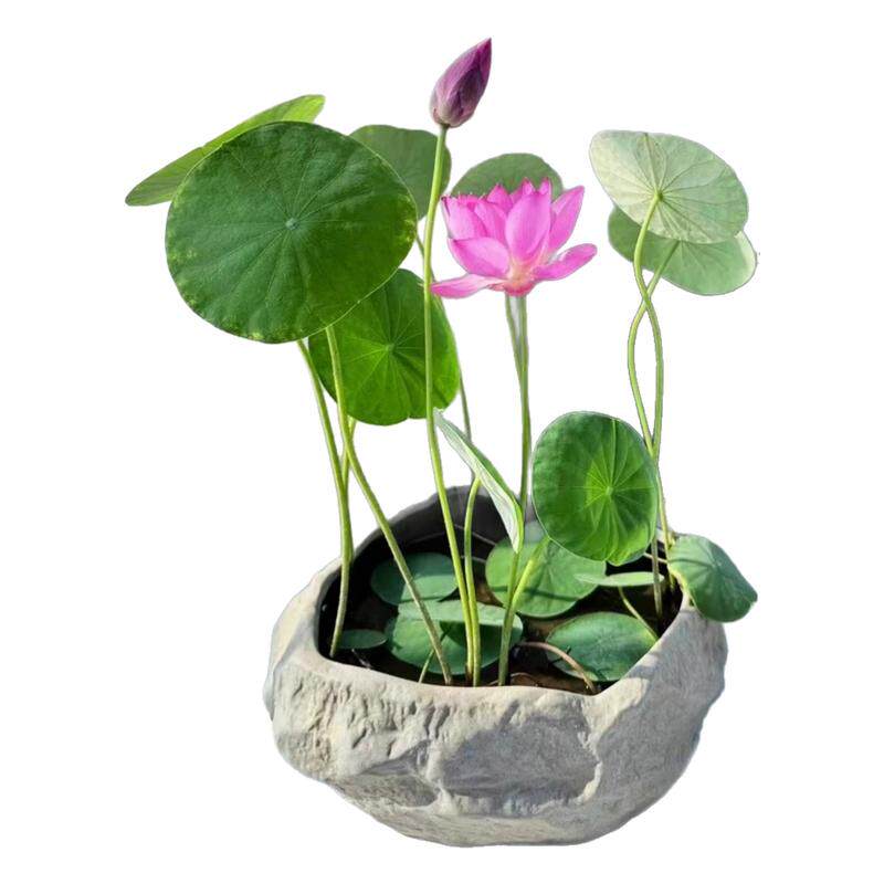 水培碗莲种子好养易活四季播种开花绿植花卉荷花睡莲水养盆栽客厅