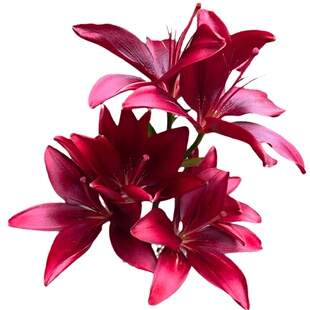 黑石亚百合鲜花云南基地直发家用客厅插花水培鲜切花百合花花束