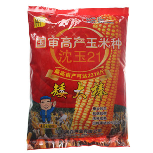 矮大棒京科968国审大田种植杂交玉米种子基地高产大穗抗病玉米种