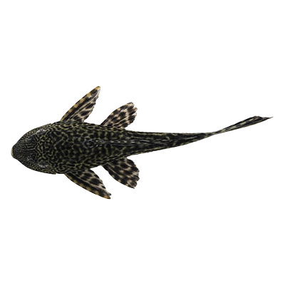 鱼缸清洁工清道夫鱼观赏鱼淡水鱼