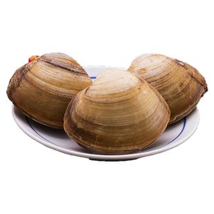 丹东特产北极贝鲜活无沙野生大北极贝东港西施贝蛤蜊鲜活大蚬子