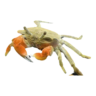 迷你辣椒蟹观赏蟹淡水螃蟹深水蟹草缸除藻活体宠物【包活包损】