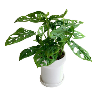 亲爱的绿植 米歇尔仙洞龟背竹盆栽净化空气好养办公室内桌面植物