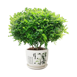 正宗清香木驱蚊盆栽 驱蚊草防虫绿植四季好养净化空气驱蚊植物