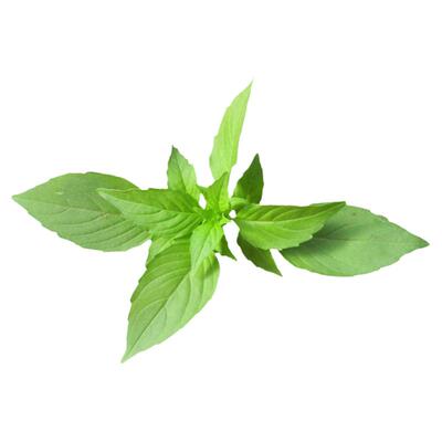 荆芥阳台盆栽春季种子苗