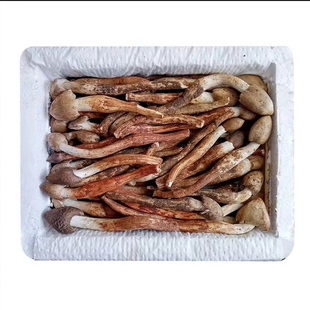 云南新鲜野生鸡枞菌1000g火把鸡棕荔枝菌三塔菇伞把菇鸡腿菇 鸡纵