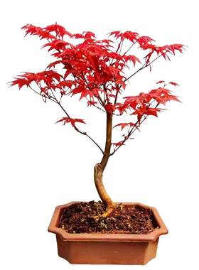 日本红枫盆景原生红舞姬盆栽老桩四季树苗红叶子室内阳台庭院植物
