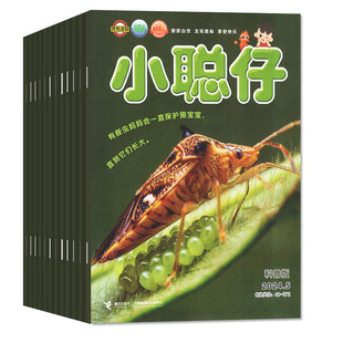 小聪仔科普版2026年1-3月新【全年/半年订阅】2025年珍藏2~8岁婴幼儿童科普百科幼儿大科学探索智力开发婴儿启蒙版幼儿画报含过刊