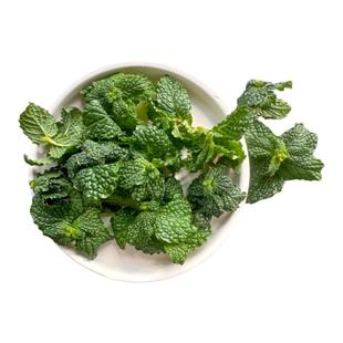 蓝餐厅薄荷头30朵烘焙蛋糕装饰奶茶果饮调味莫吉托鸡尾酒装饰叶子