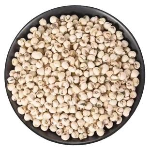 买一送一四川阿坝川贝母50克种植款非野生高品质无硫平贝母中药材