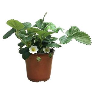 四季草莓苗奶油红颜草莓秧大棚种植草莓盆栽当年结果新苗带土果苗