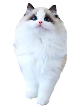纯种布偶猫淘宝交易90天健康保障