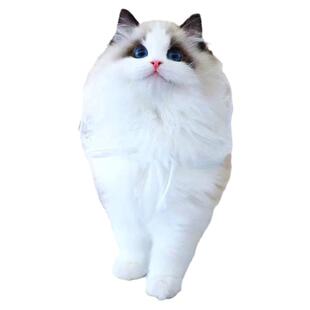 布偶猫幼猫纯种蓝双海双山猫长毛赛级仙女猫幼崽活物宠物猫咪活体