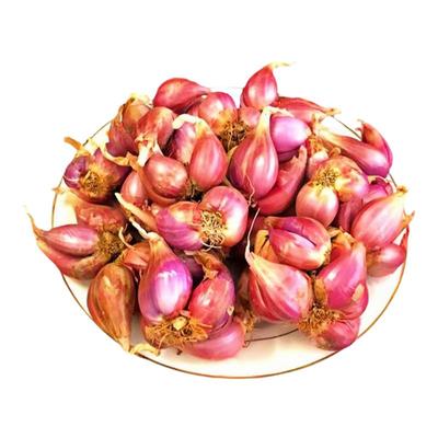 正宗红葱头十天开吃爆香反复采摘