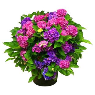 无尽夏绣球花苗盆栽四季花卉三河千鸟阳台庭院室外耐寒耐热万华镜