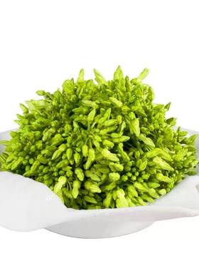 食用夜兰花苗夜香花菜千里香易活