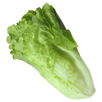 翡翠生菜种子水培四季农家小院