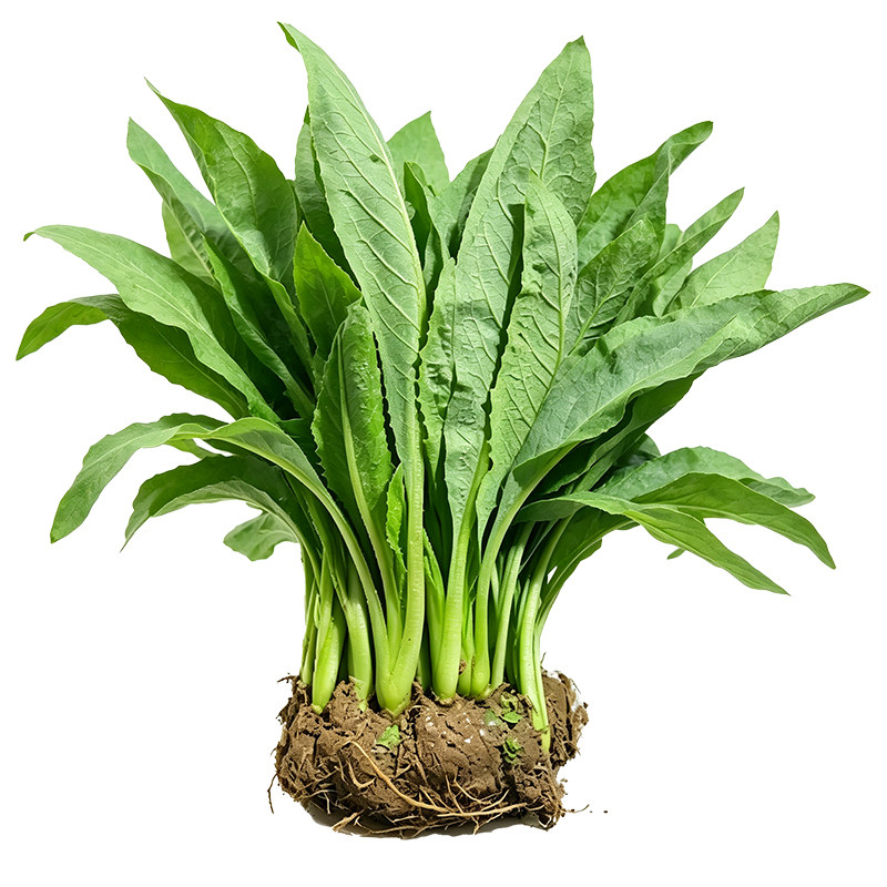 高州大叶甜麦菜大田种植南方生长抗病产地季节耐寒四季耐热蔬菜苗