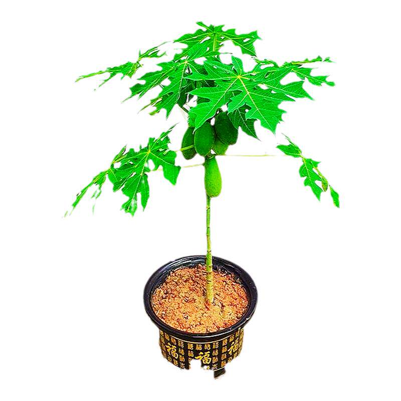 矮化冰糖红心水果木瓜苗四季结果