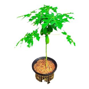 水果木瓜苗矮化冰糖红心木瓜苗四季庭院盆地裁当年结果青木瓜树苗