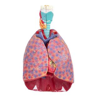 自然大人体喉心肺模型喉咙甲状腺肺心脏模型呼吸系统肺部内脏解剖