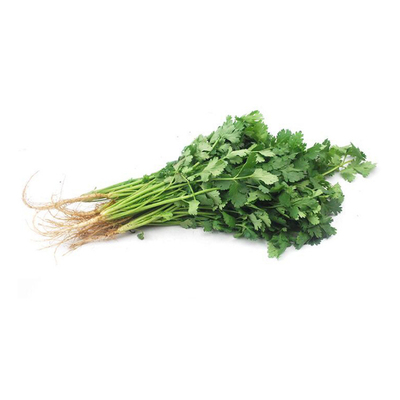 澳大利亚抗热耐抽薹500克香菜