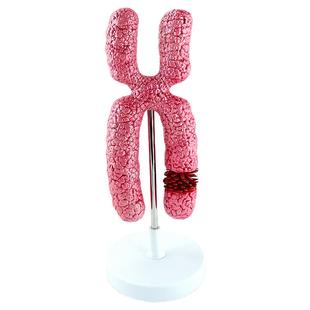 ENOVO颐诺 人体 X染色体模型 生物染色体组 基因工程测序教学 生物教学演示 遗传学 生物教具标本