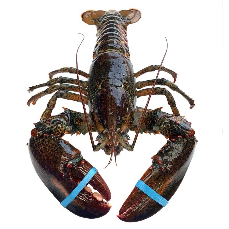 波士顿龙虾特大鲜活速冻波龙海鲜水产龙虾冰鲜冷冻大龙虾顺丰包邮