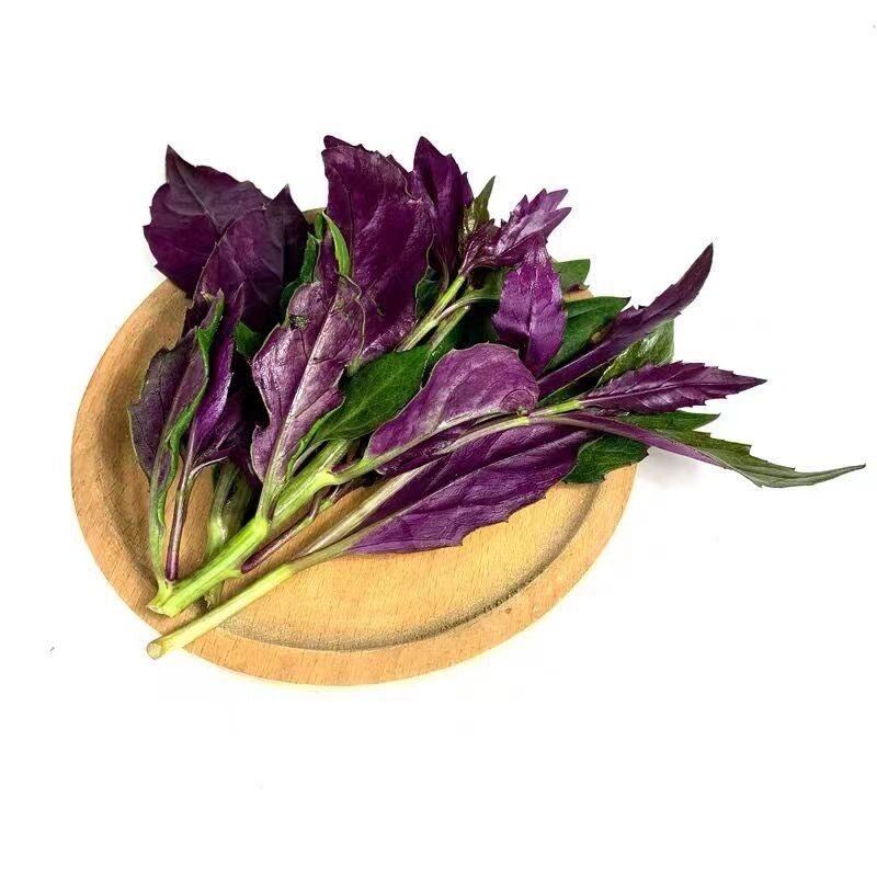 正宗紫背菜秧苗阳台盆栽