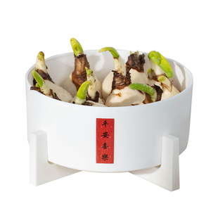 漳州水仙花种球水培盆栽植物带花苞室内水养冬季花卉郁金香元宵花