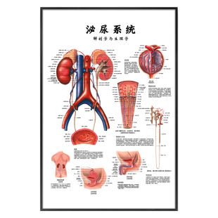 男性健康科普海报装饰画男科前列腺解剖图泌尿系统医学教学挂图