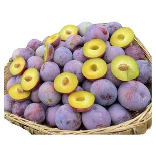 凤凰脆李苗脱骨嫁接苗早熟李子耐寒李子苗黄金奈李耐李苗蜂糖李苗