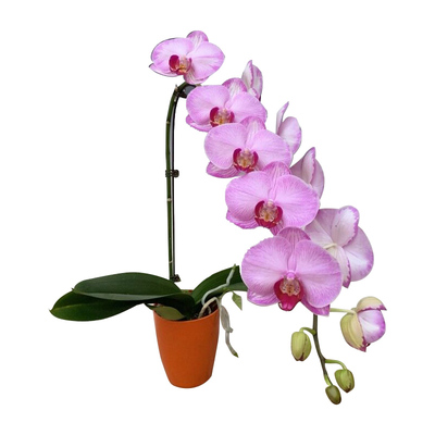 润超蝴蝶兰花卉当年室内好养四季